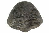 Wide, Enrolled Pedinopariops Trilobite - Mrakib, Morocco #125101-3
